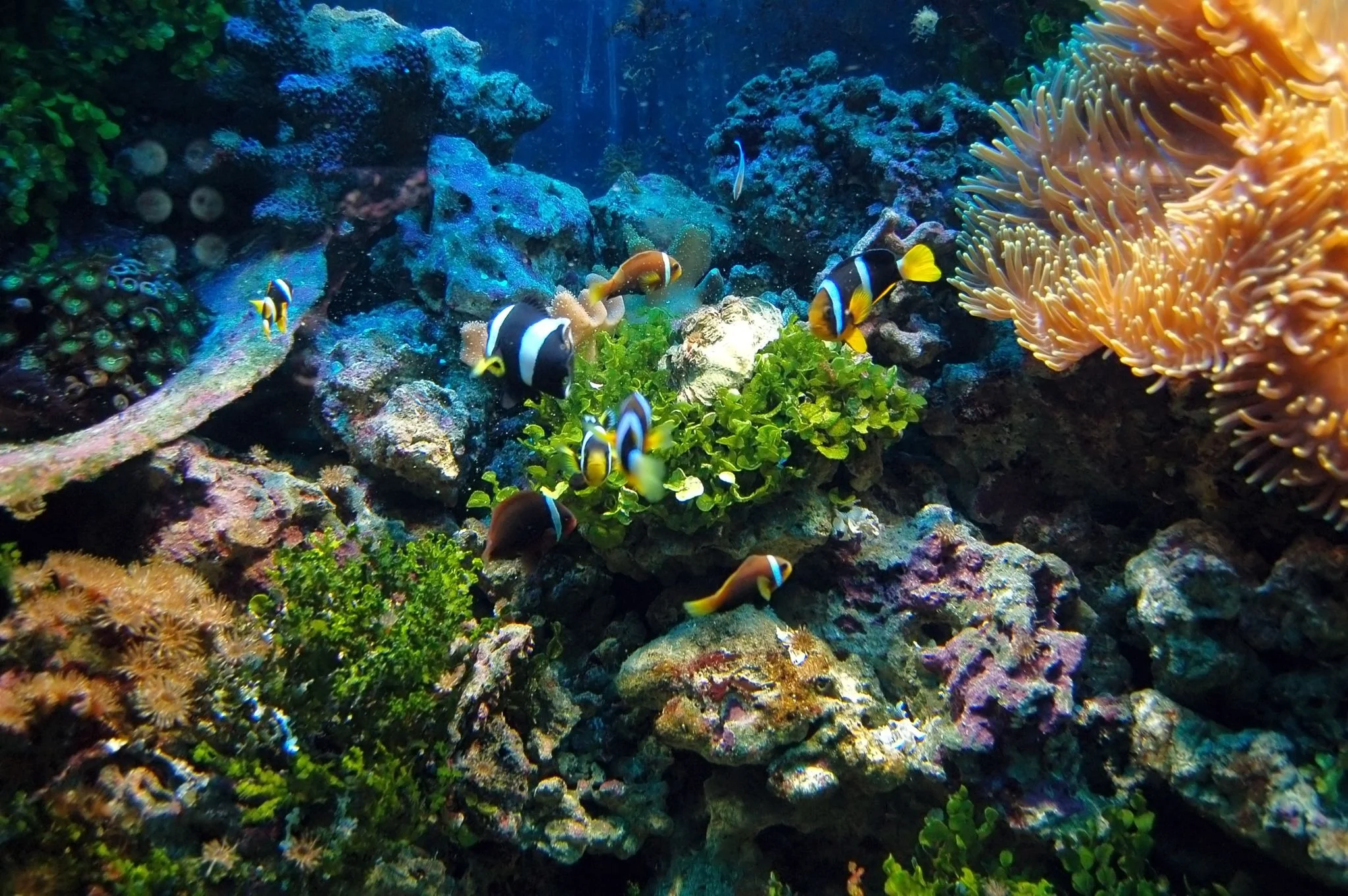 Egypt's Underwater Paradise